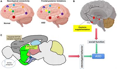 Oxytocin and serotonin in the modulation of neural function: Neurobiological underpinnings of autism-related behavior